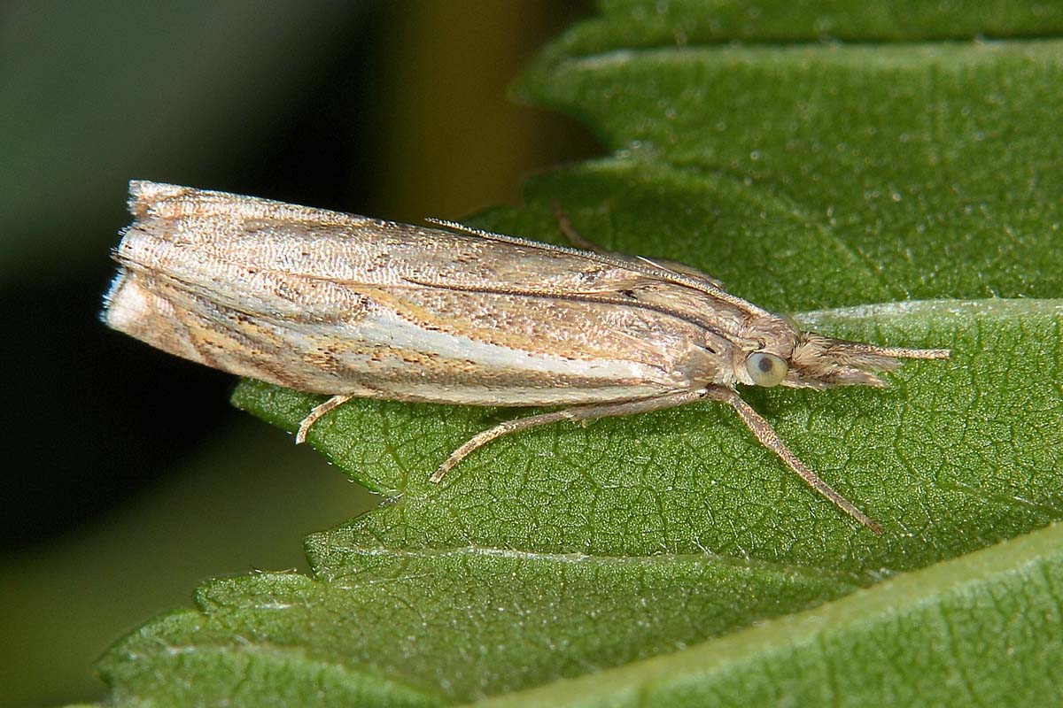 Crambidae N 1 - Crambus lathoniellus